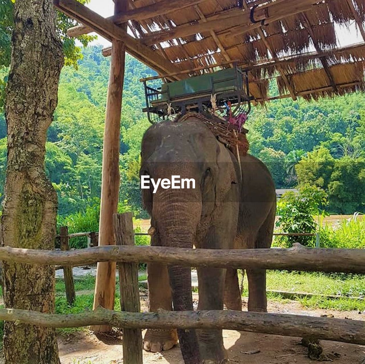 VIEW OF ELEPHANT IN GARDEN