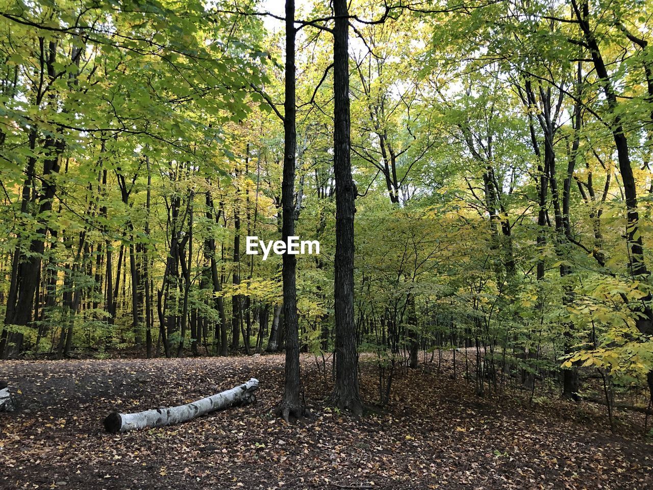 PLANTS GROWING ON LAND IN FOREST