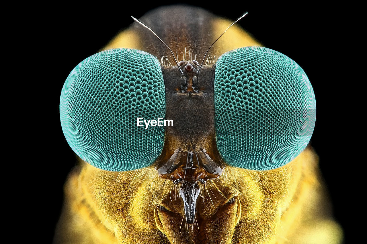 EXTREME CLOSE-UP OF FLY