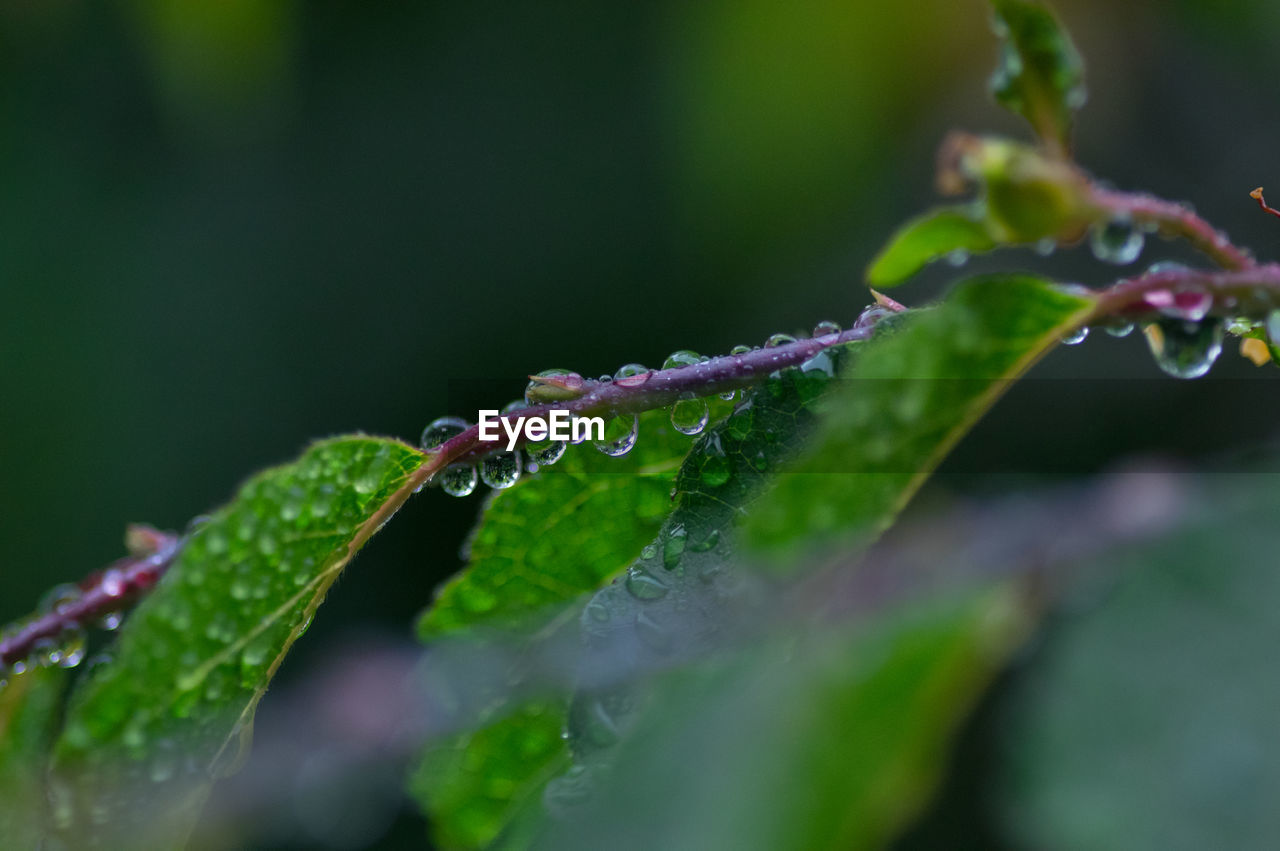 Close-up of wet plant during rainy season