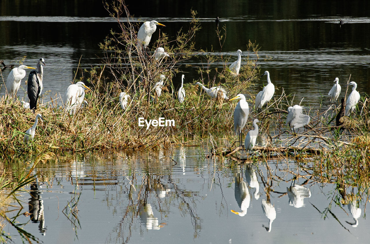 BIRDS IN LAKE WITH PLANTS