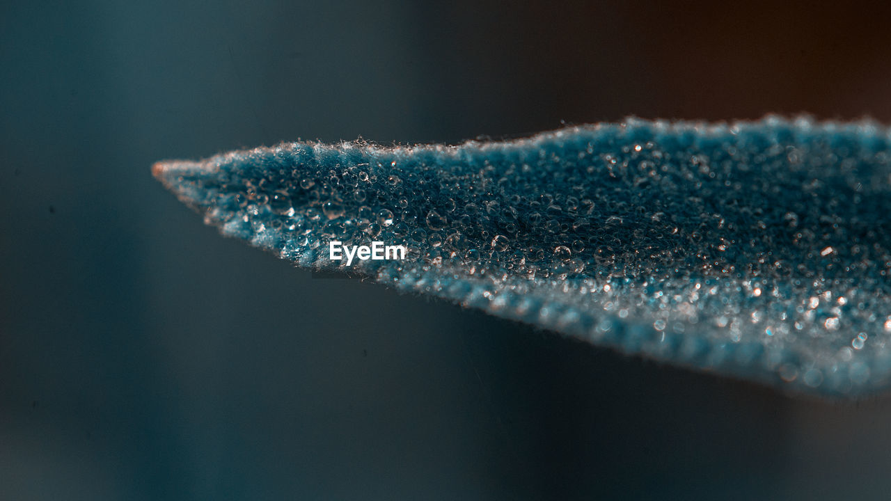 CLOSE-UP OF BLUE ICE ON PLANT