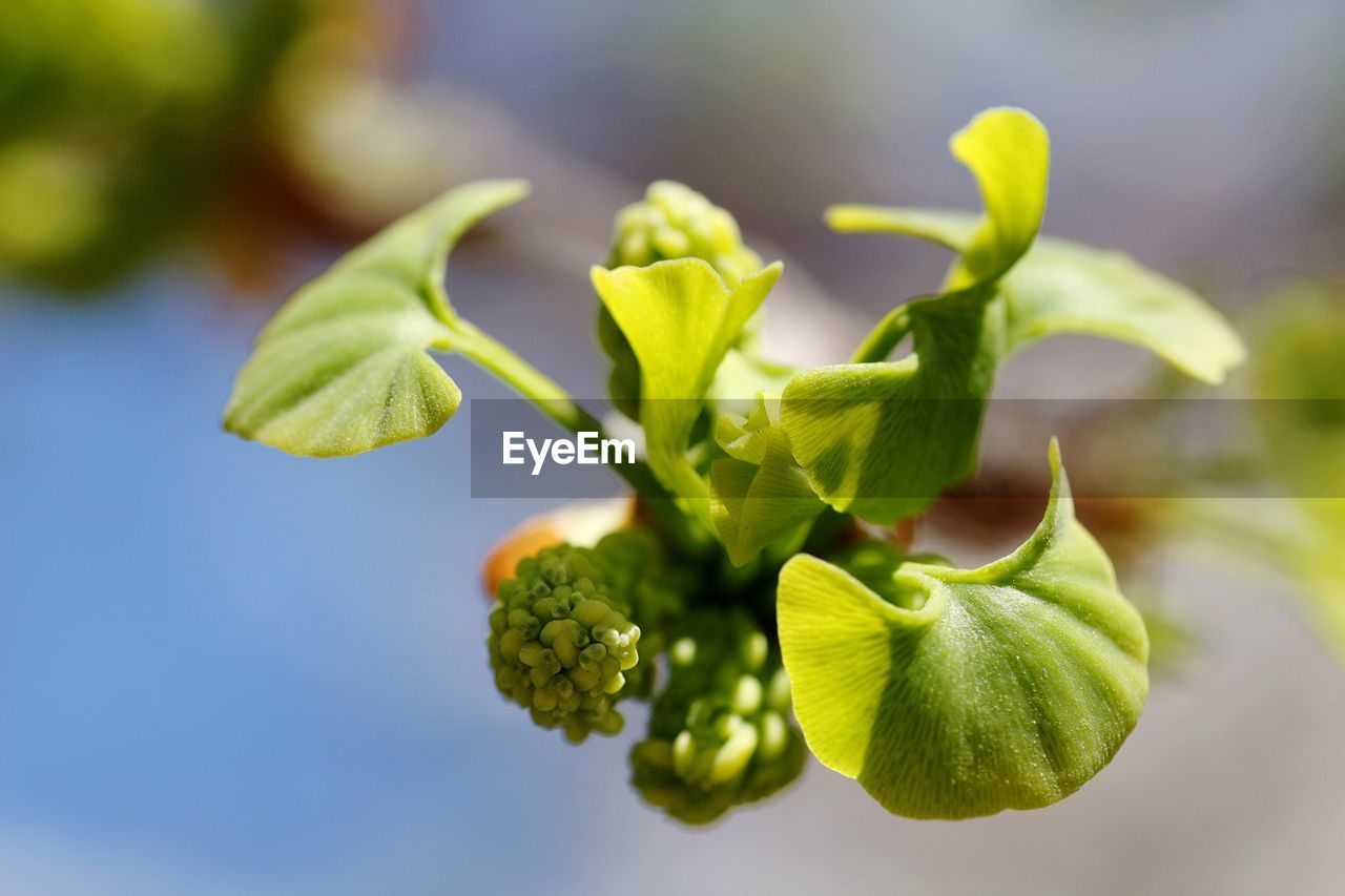 Close-up of leaves