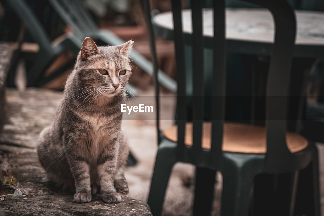 Portrait of cat sitting on table