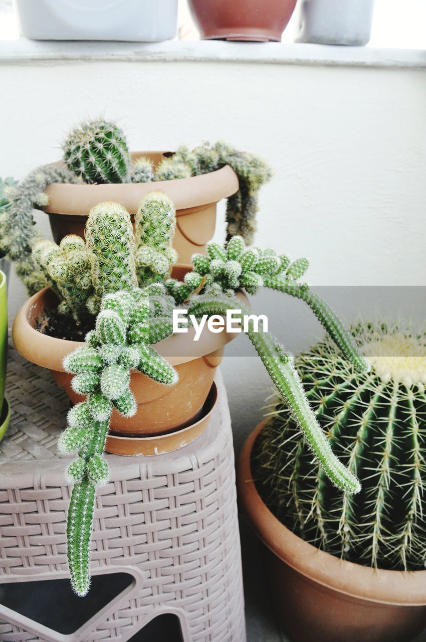 CLOSE-UP OF POTTED PLANTS ON TABLE