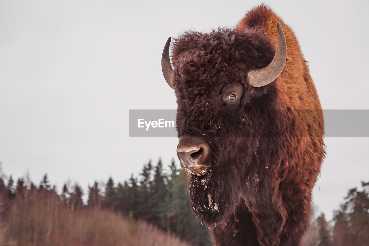 A close portrait of a bison against the sky and forest background