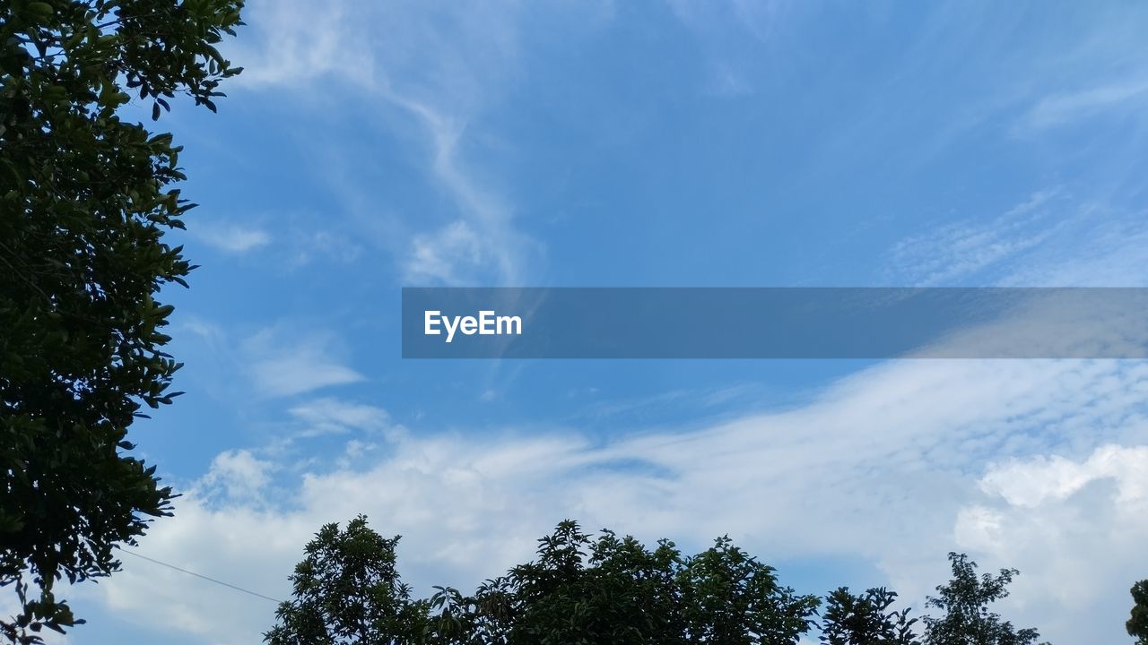 sky, tree, cloud, plant, low angle view, nature, beauty in nature, sunlight, blue, no people, scenics - nature, outdoors, tranquility, day, environment, growth, forest, pine tree, treetop