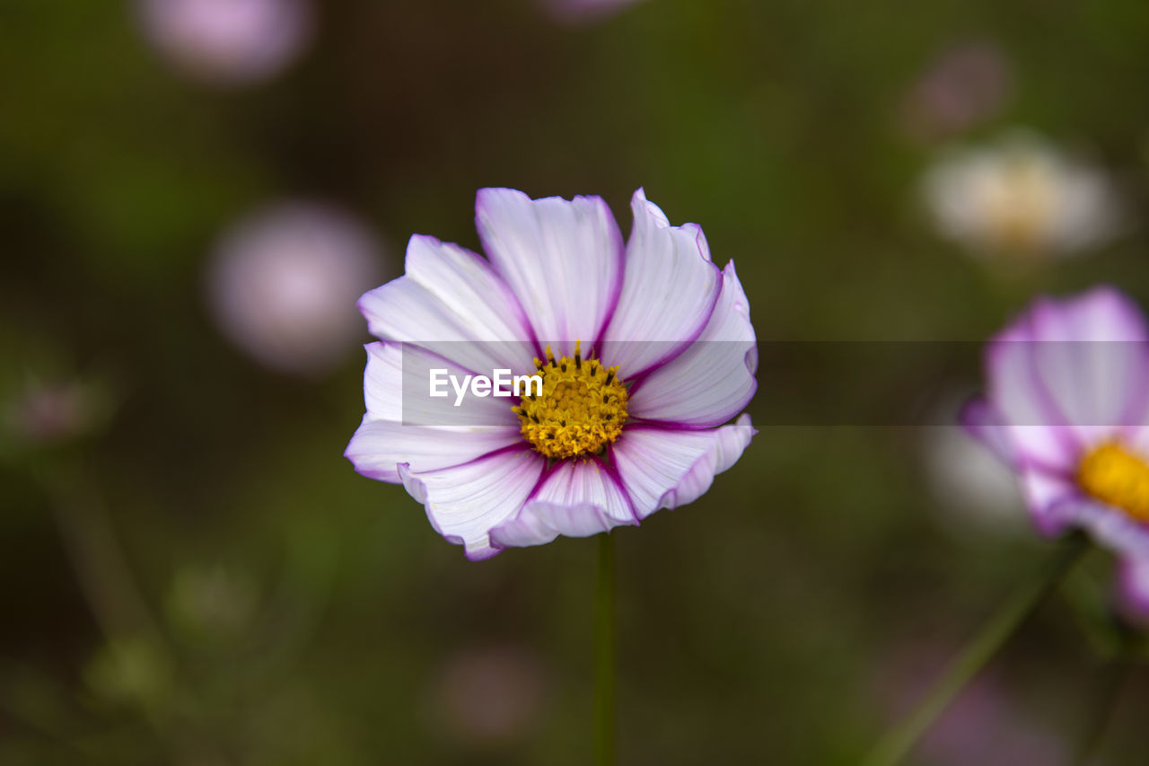 Close-up of purple flowering plant