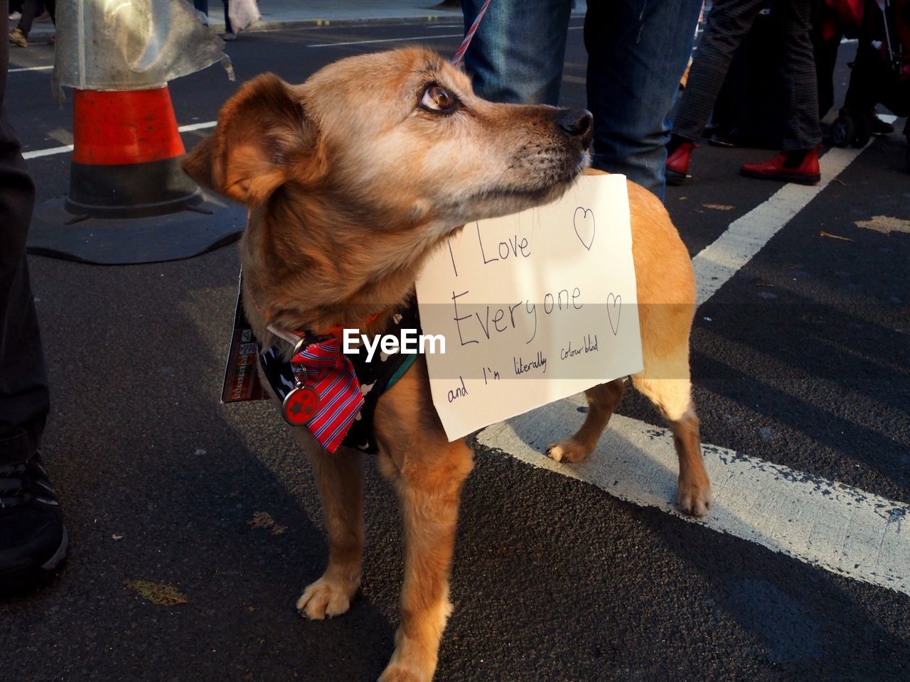 LOW SECTION VIEW OF DOG STANDING ON ROAD