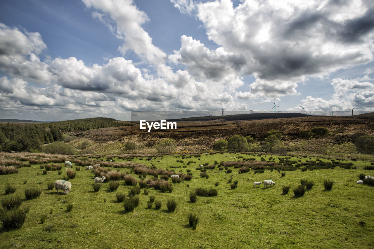 SCENIC VIEW OF FARM AGAINST SKY