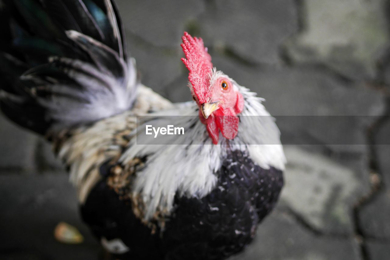 CLOSE-UP OF A BIRD ON A ROCK