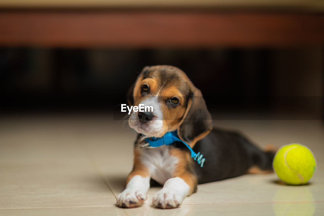 one animal, pet, dog, canine, domestic animals, animal themes, mammal, animal, tennis ball, ball, beagle, tennis, puppy, young animal, sports, indoors, cute, hound, no people, lap dog, sphere, flooring, relaxation, focus on foreground, sitting