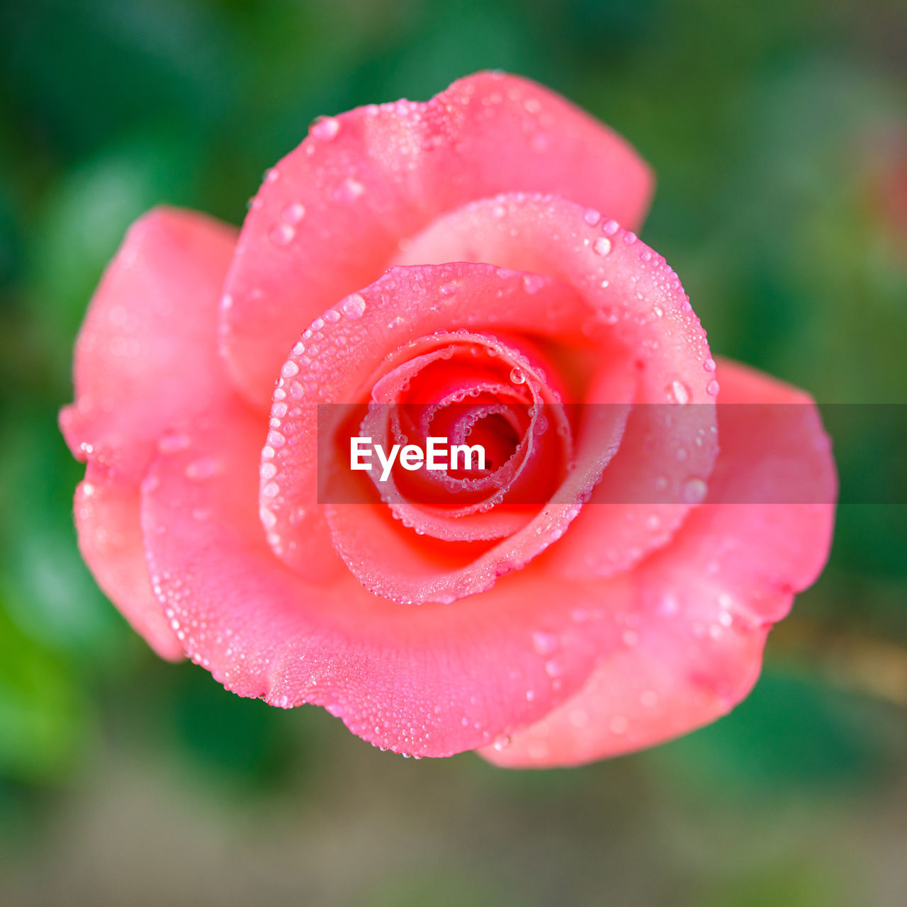 Close-up of wet pink rose