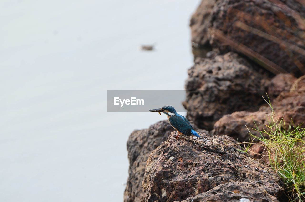 Close-up of bird perching on rock