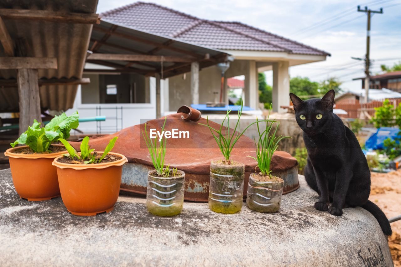 CAT AND POTTED PLANTS IN A BUILDING