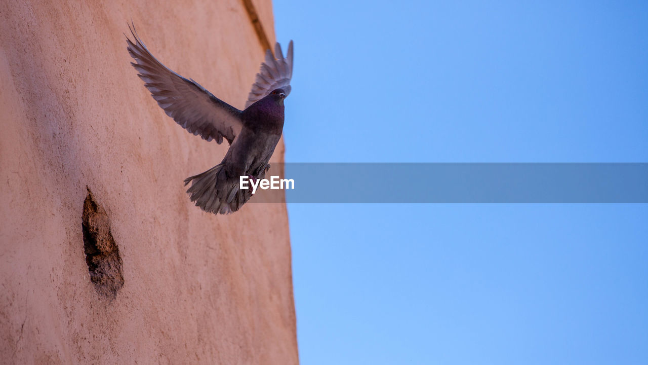 Low angle view of pidgeon flying against clear blue sky