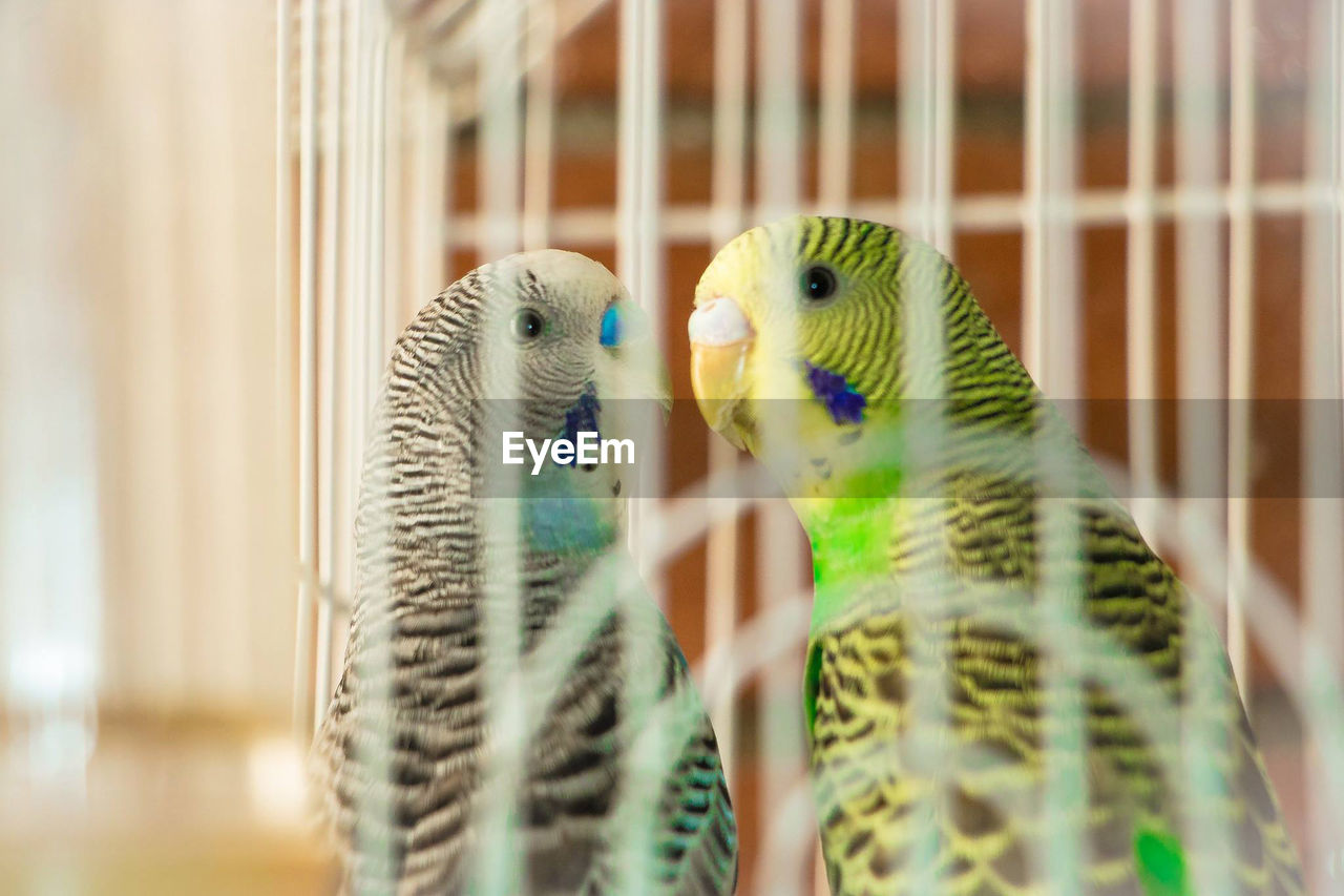 Close-up of parrots in cage