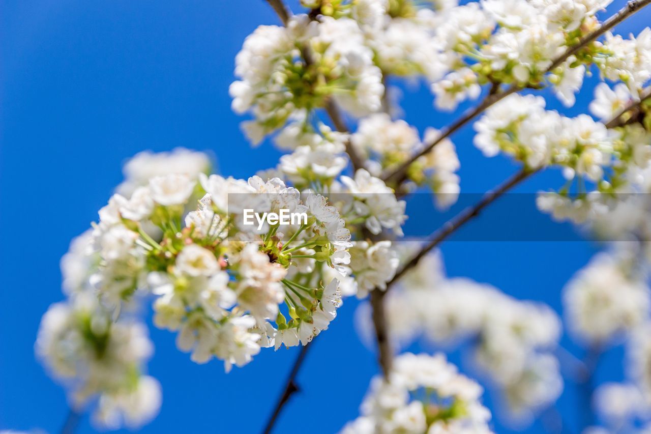 LOW ANGLE VIEW OF WHITE FLOWERS BLOOMING OUTDOORS