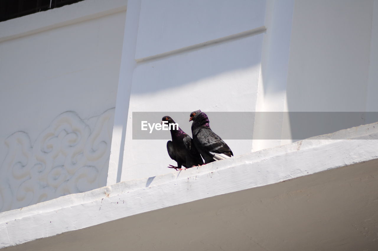 Low angle view of pigeons perching