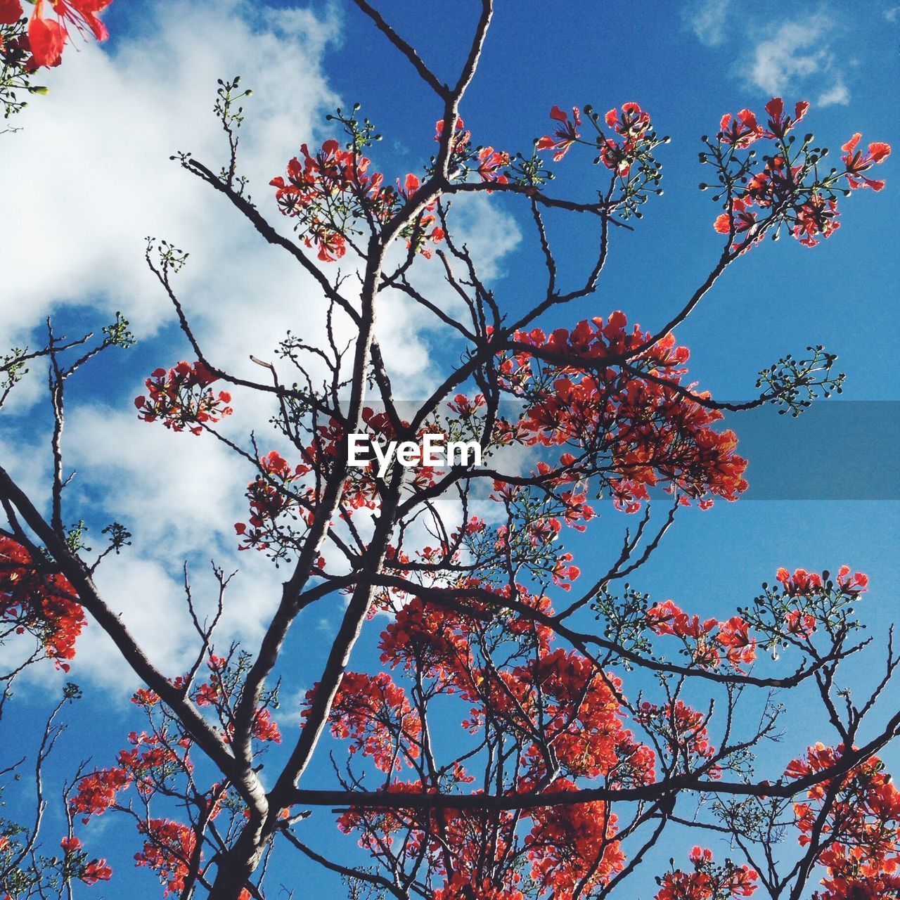 LOW ANGLE VIEW OF FLOWERS BLOOMING ON TREE