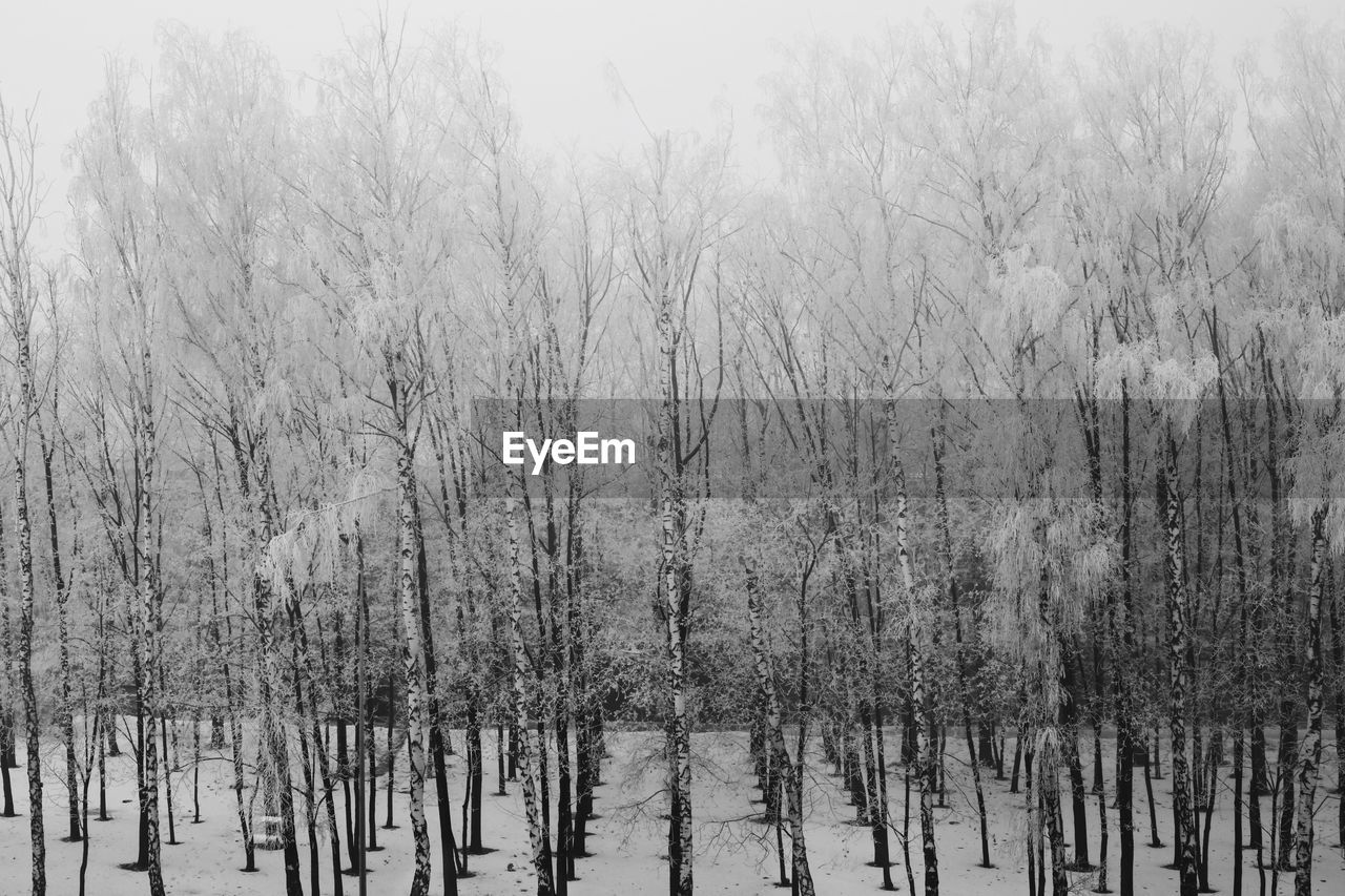 Bare trees on snow field against sky