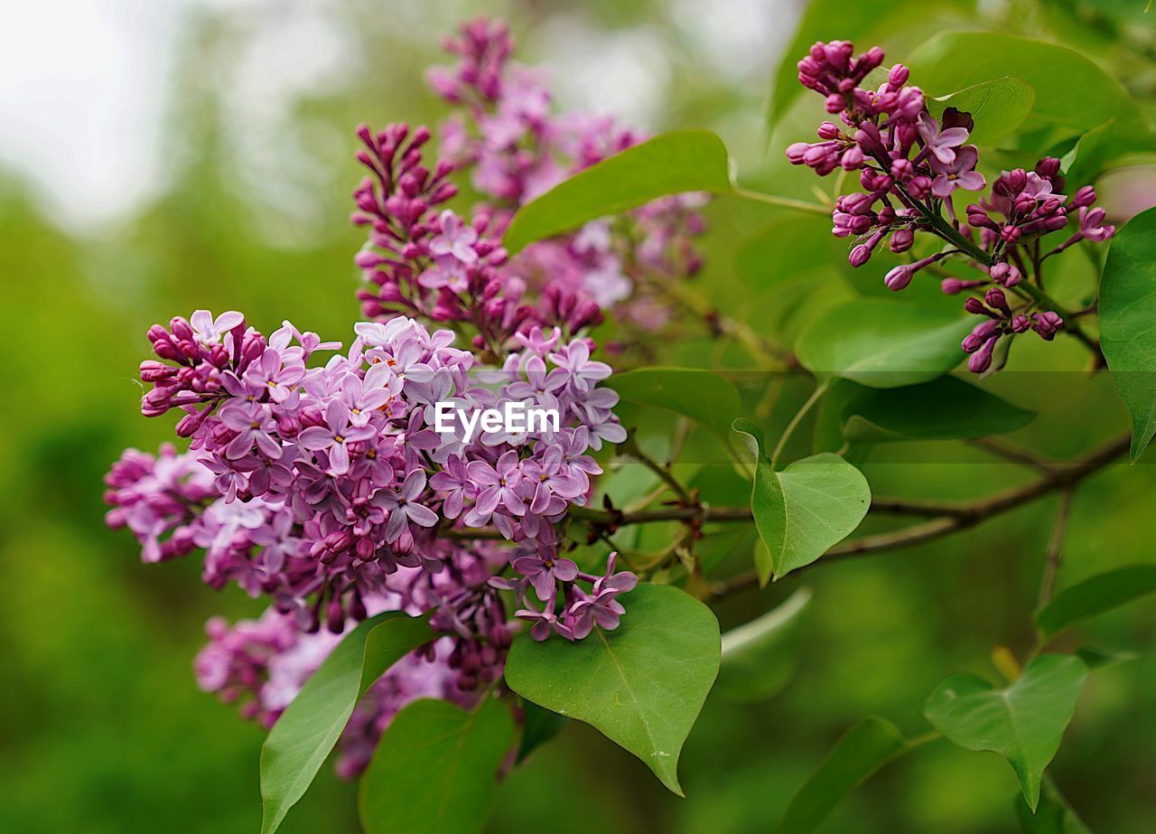 Close-up of pink flowering plant