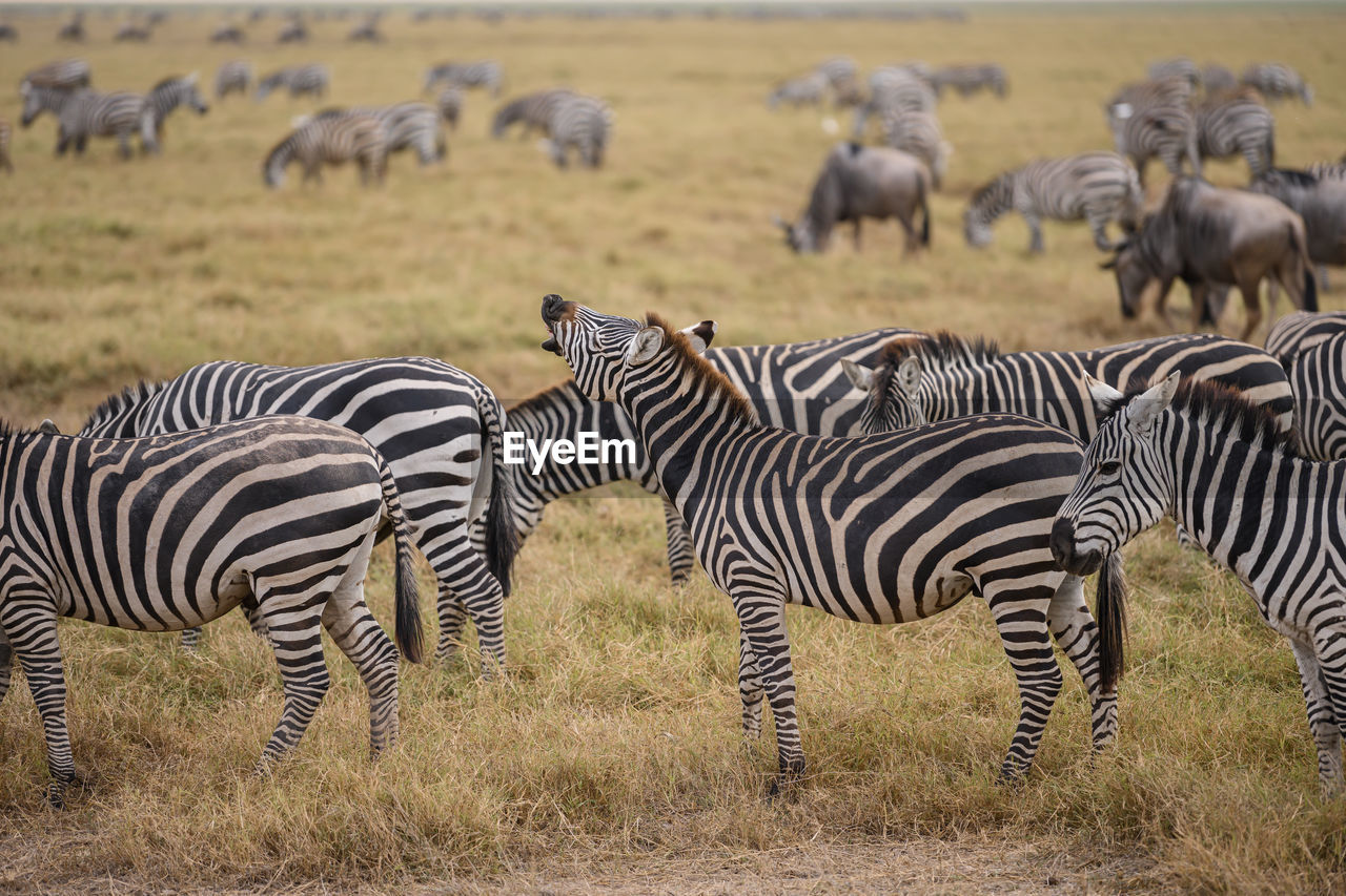 ZEBRAS ON A FIELD OF A HORSE