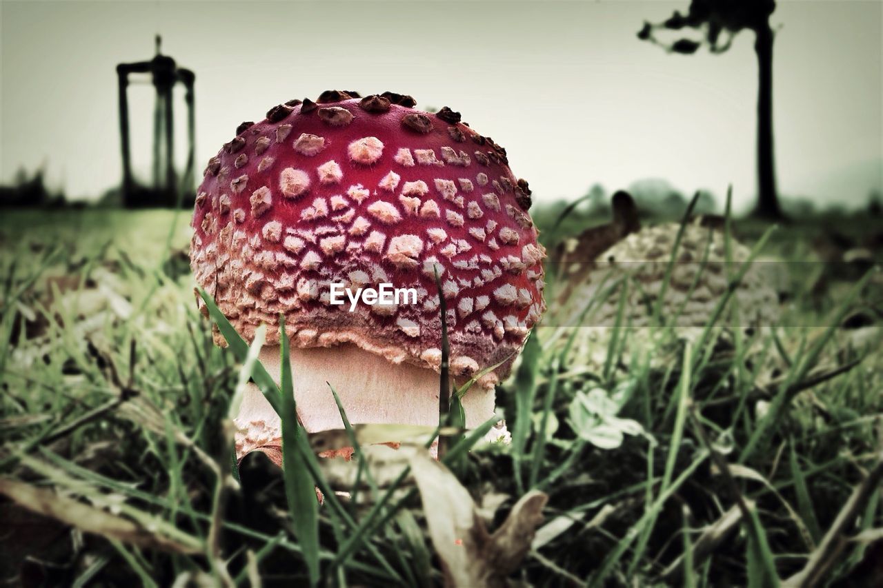 CLOSE-UP OF WILD FLOWER GROWING ON FIELD