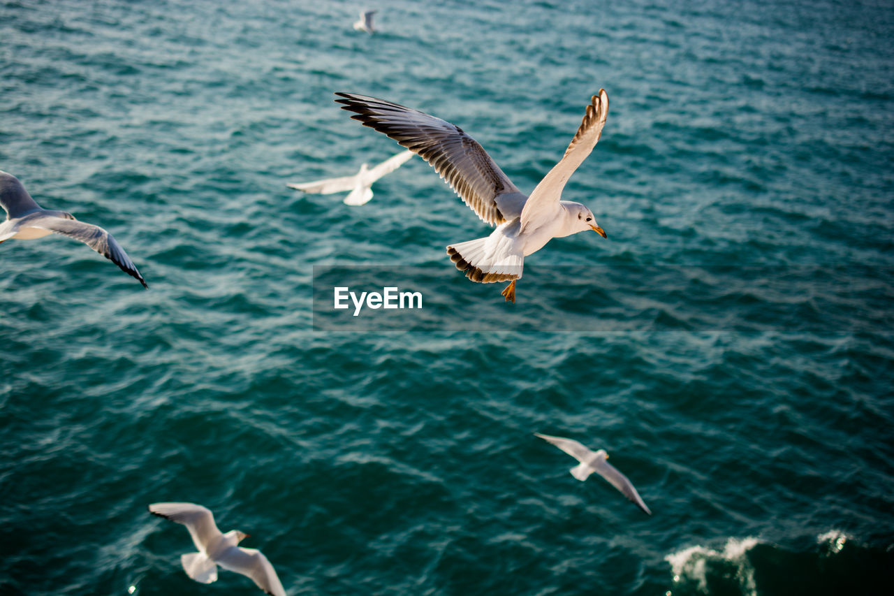 SEAGULL FLYING OVER SEA