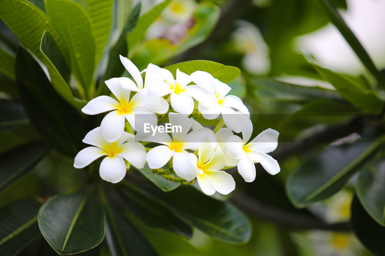 CLOSE-UP OF WHITE FLOWERING PLANT WITH FLOWERS