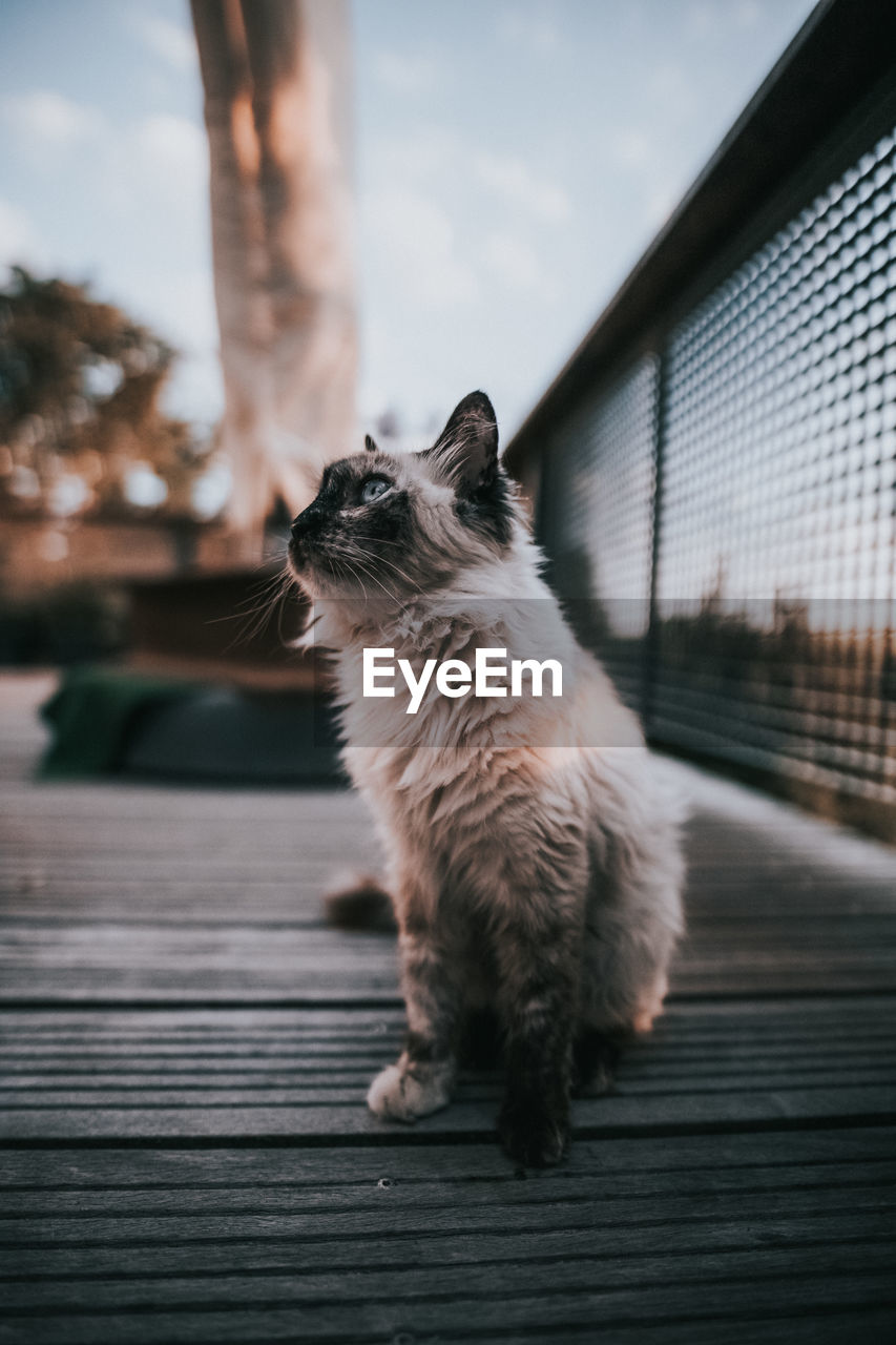 Close-up of a cat looking away