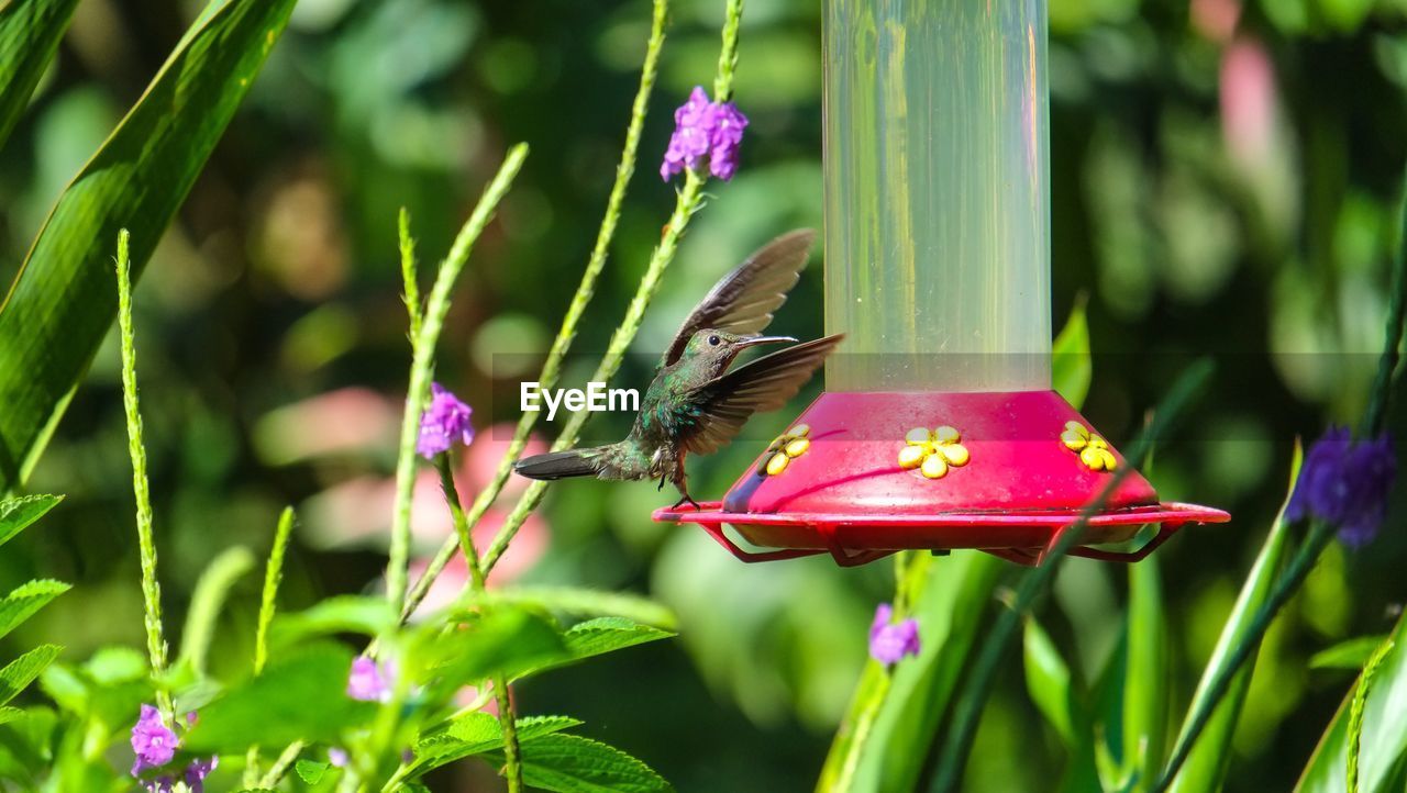 Hummingbird perching on feeder