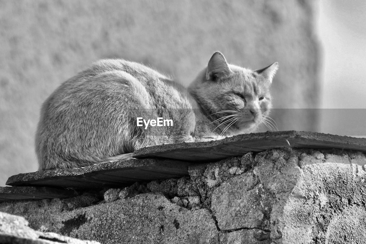 animal, animal themes, mammal, one animal, black and white, cat, whiskers, feline, pet, monochrome, domestic cat, domestic animals, monochrome photography, no people, black, relaxation, white, small to medium-sized cats, wild cat, sitting, felidae, animal wildlife, close-up, carnivore, rock, day, wall - building feature, nature, looking, resting