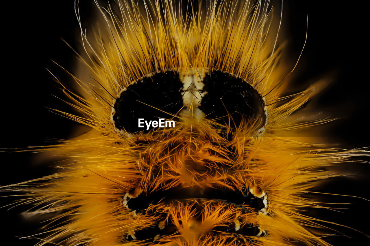 CLOSE-UP OF YELLOW DANDELION AGAINST BLACK BACKGROUND