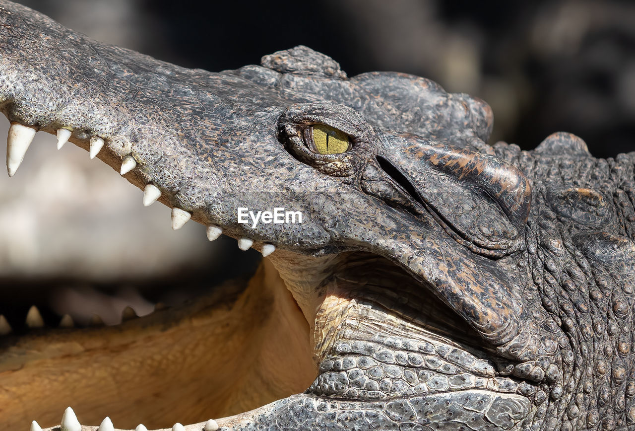 CLOSE-UP OF CROCODILE