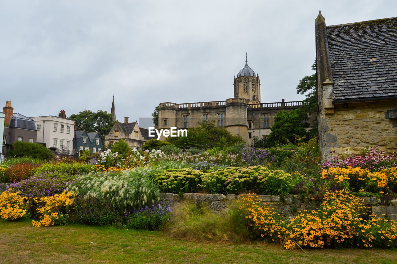 Flowering plants by buildings against sky