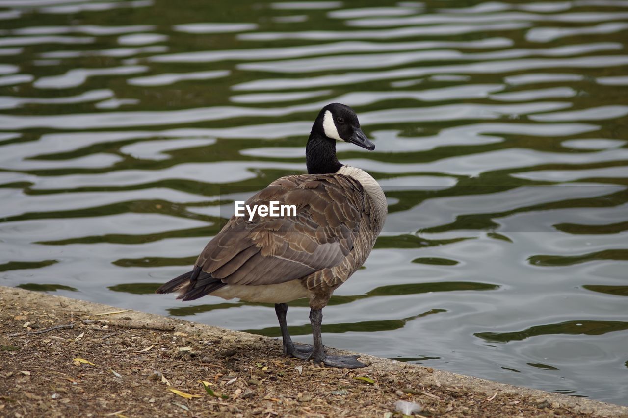 HIGH ANGLE VIEW OF DUCK IN LAKE