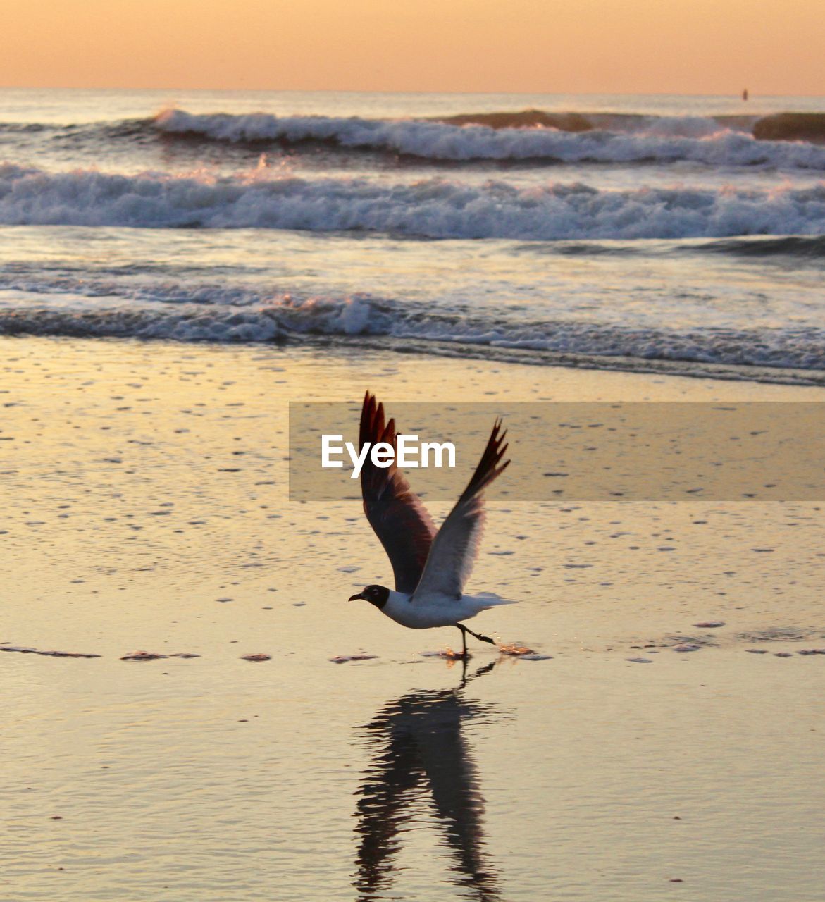 View of seagull flying over sea