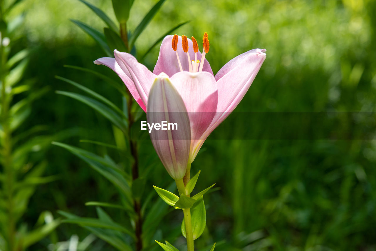 flower, plant, flowering plant, beauty in nature, freshness, petal, nature, close-up, leaf, pink, fragility, plant part, growth, flower head, inflorescence, no people, green, lily, focus on foreground, outdoors, springtime, botany, grass, water, environment, blossom, macro photography, day