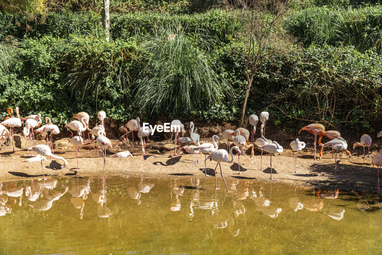 Flock of birds in the lake