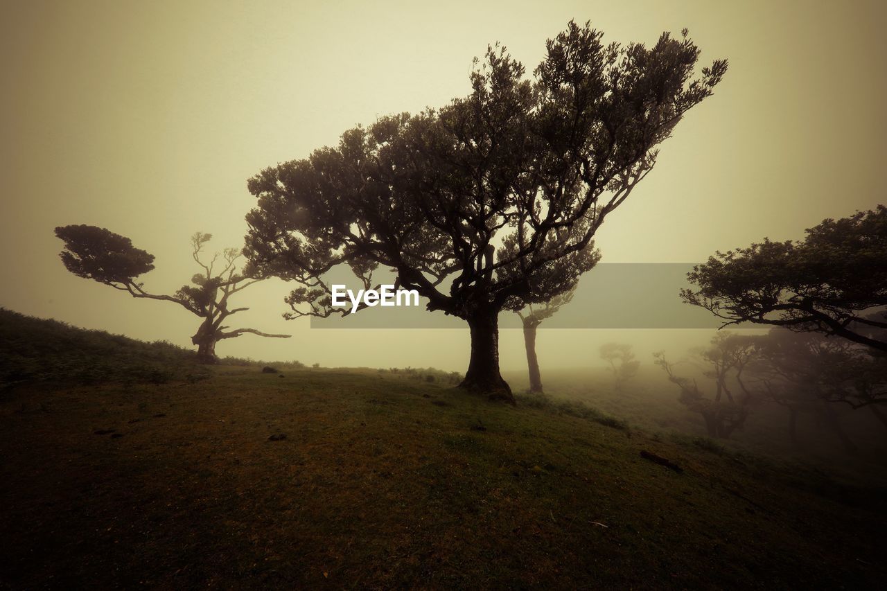 TREES ON FIELD AGAINST SKY