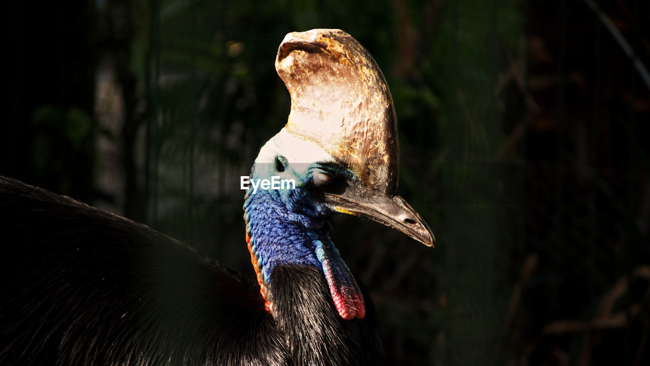 CLOSE-UP OF BIRD PERCHING ON WOOD