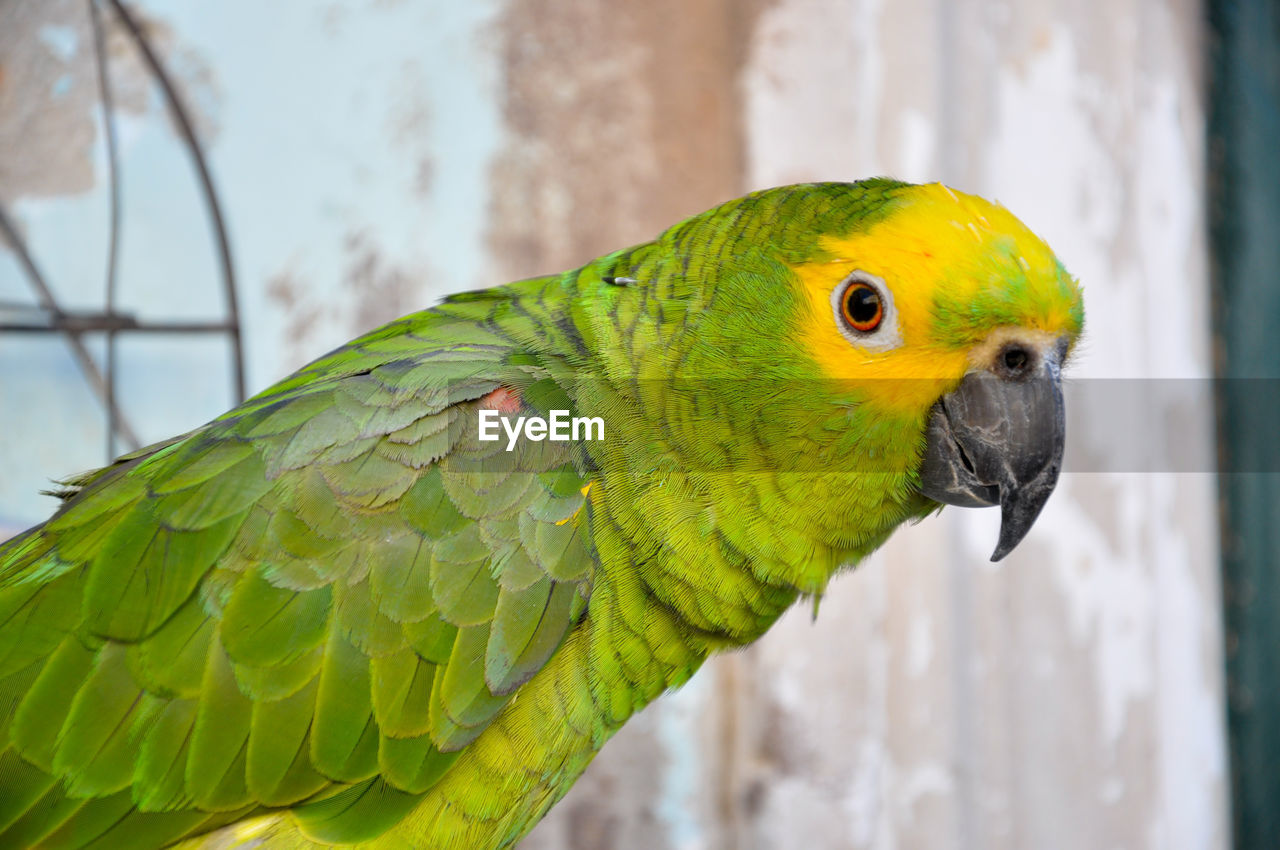 CLOSE-UP OF PARROT PERCHING ON A BIRD