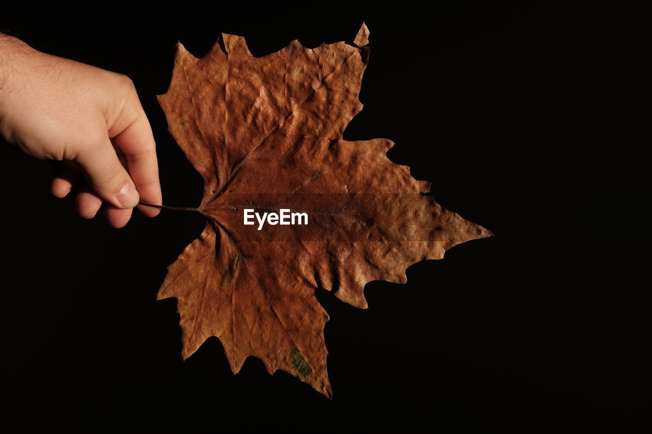 Cropped hand of person holding maple leaf