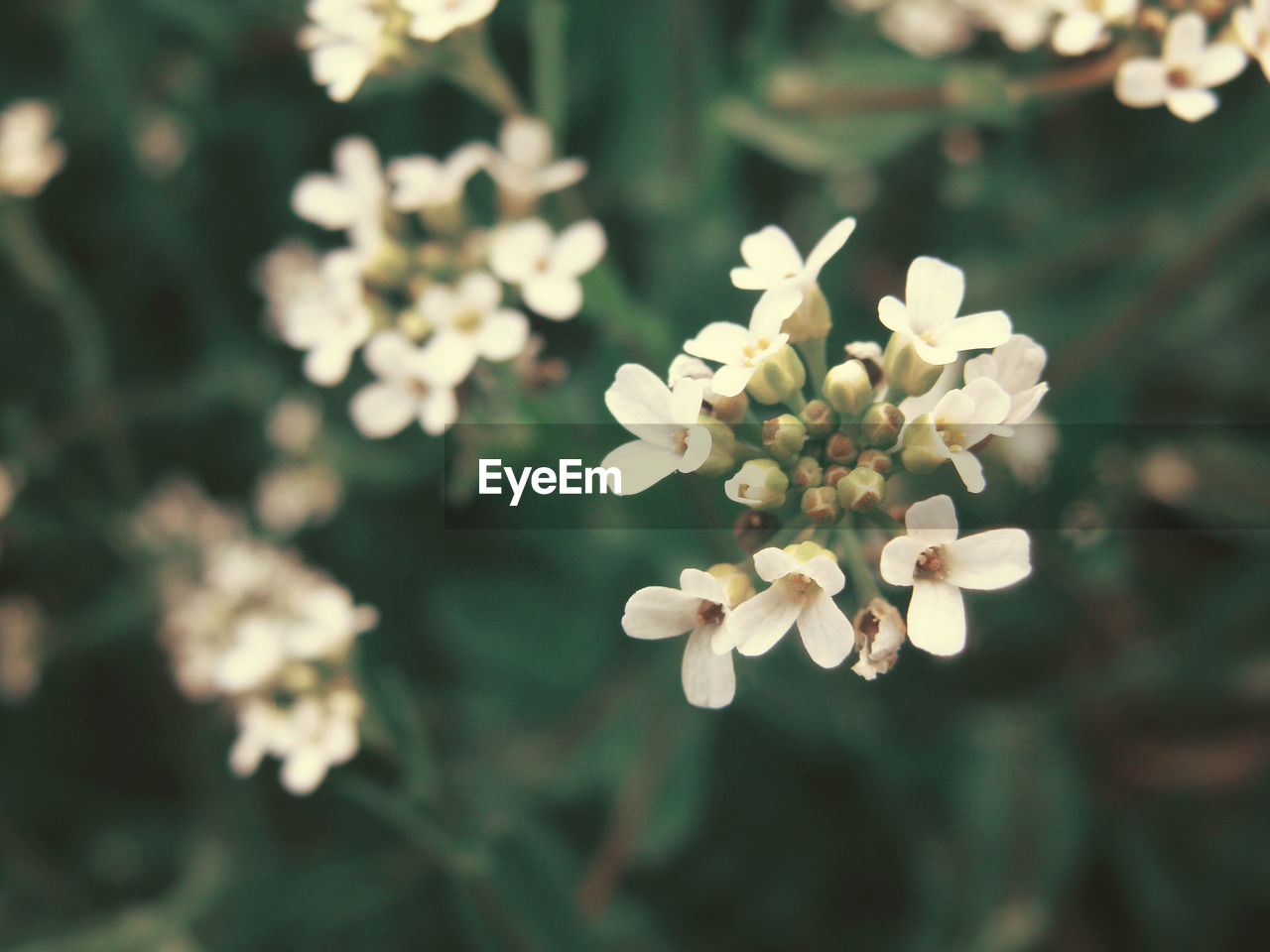 Close-up of white flowers