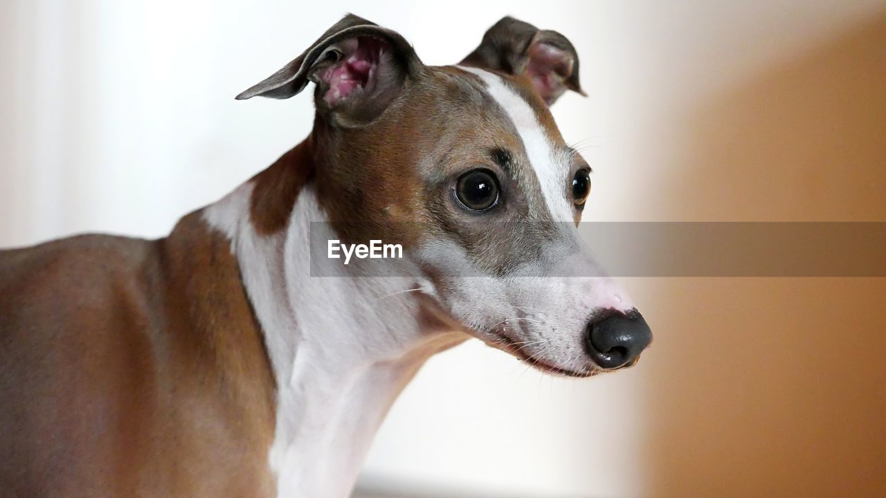 Close-up portrait of a dog looking away