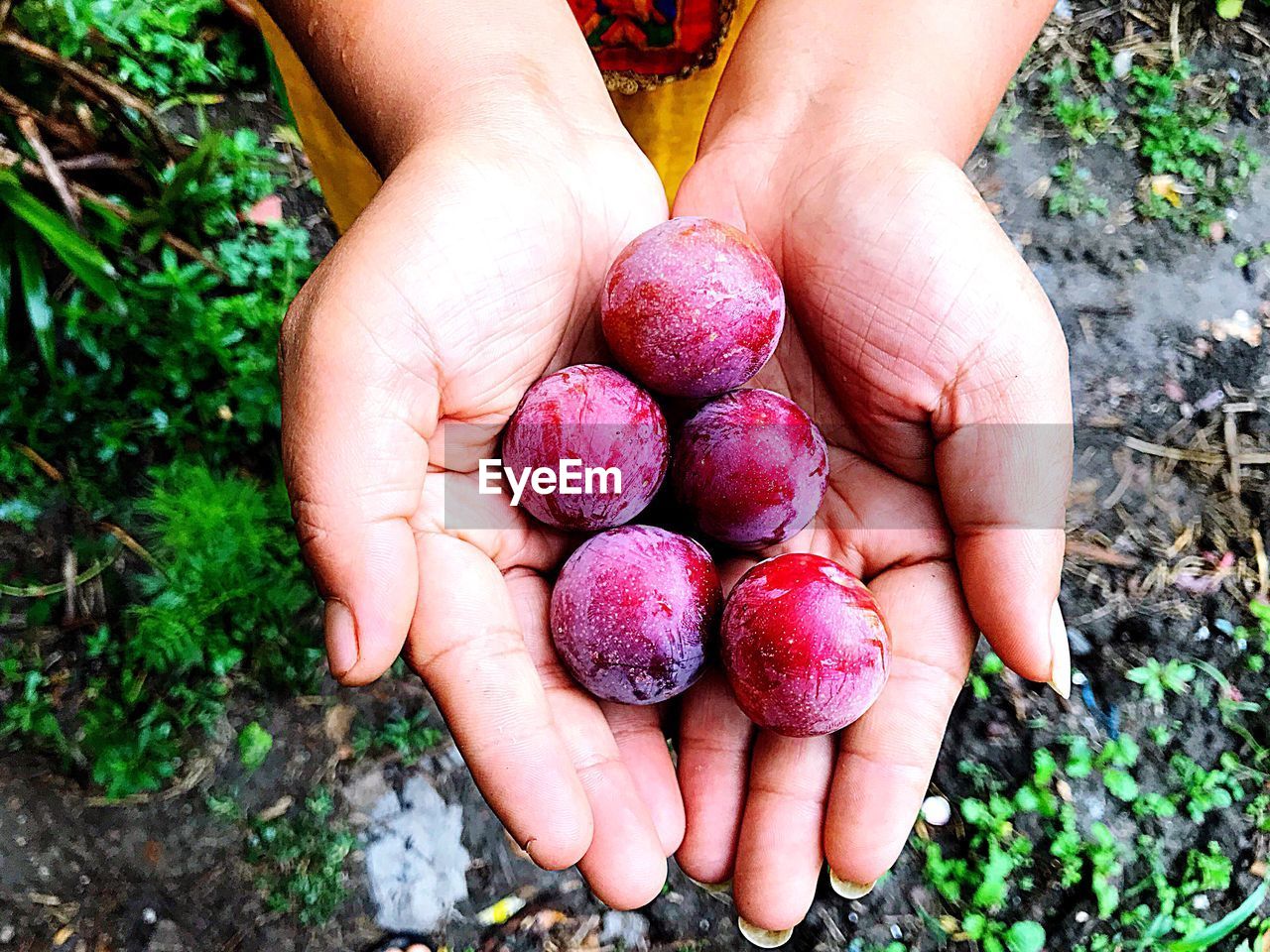 Fresh plums