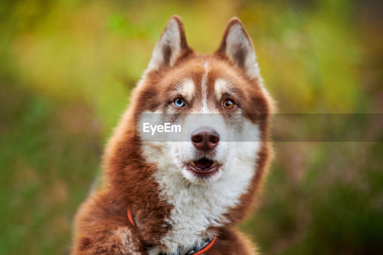 Funny siberian husky dog surprised. siberian husky portrait with open mouth, shock facial expression
