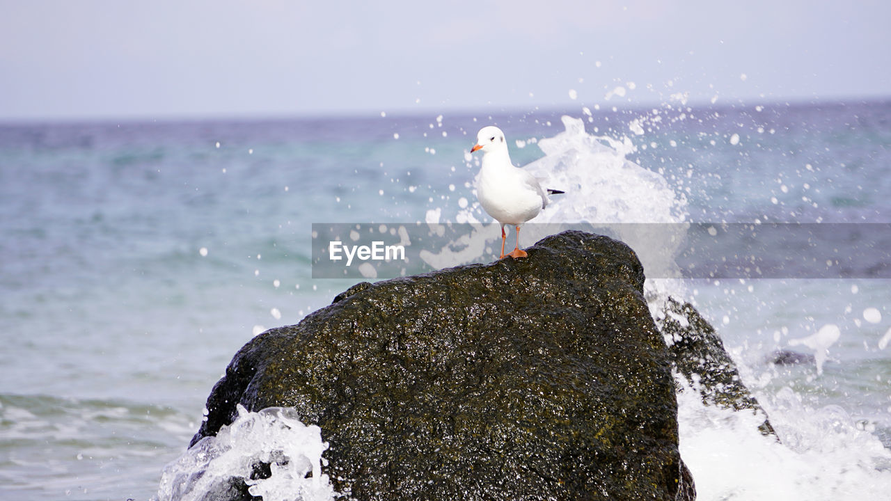 Seagull perching on rock against sea