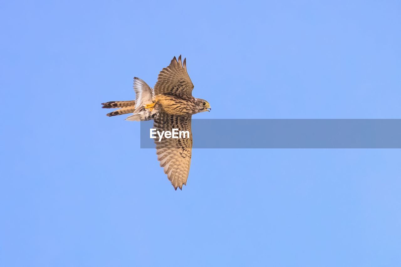 LOW ANGLE VIEW OF EAGLE FLYING